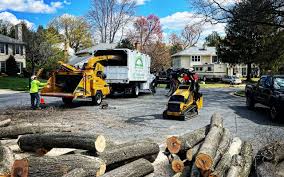 Best Palm Tree Trimming  in Moore, OK