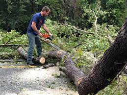 Best Storm Damage Tree Cleanup  in Moore, OK