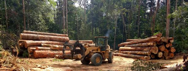 Best Tree Maintenance Programs  in Moore, OK