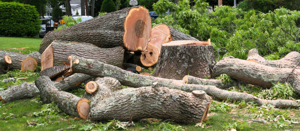 Best Tree Risk Assessment  in Moore, OK