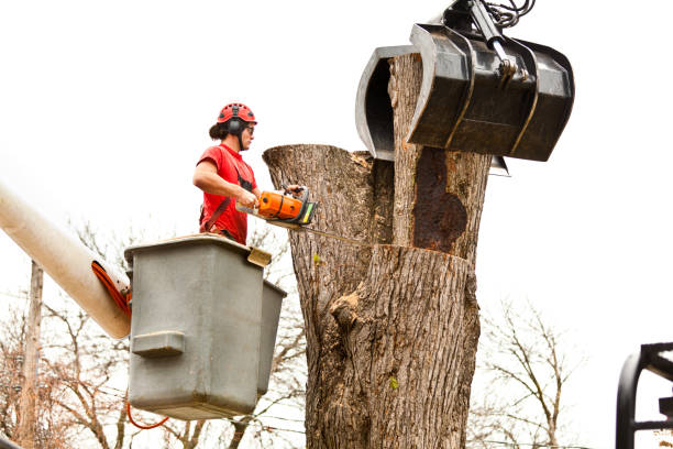 Best Tree Disease Treatment  in Moore, OK